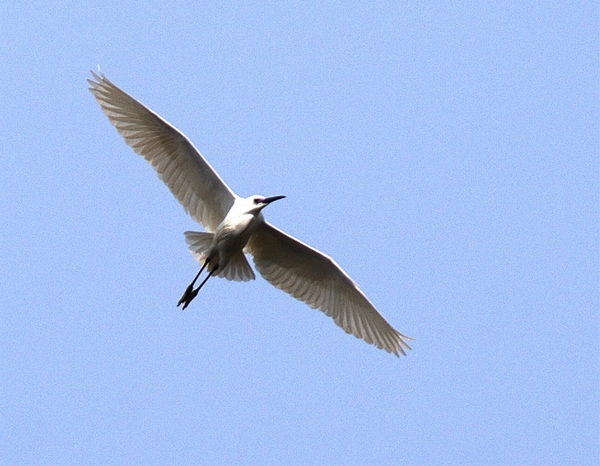 neo_img_dsc_7172.jpg