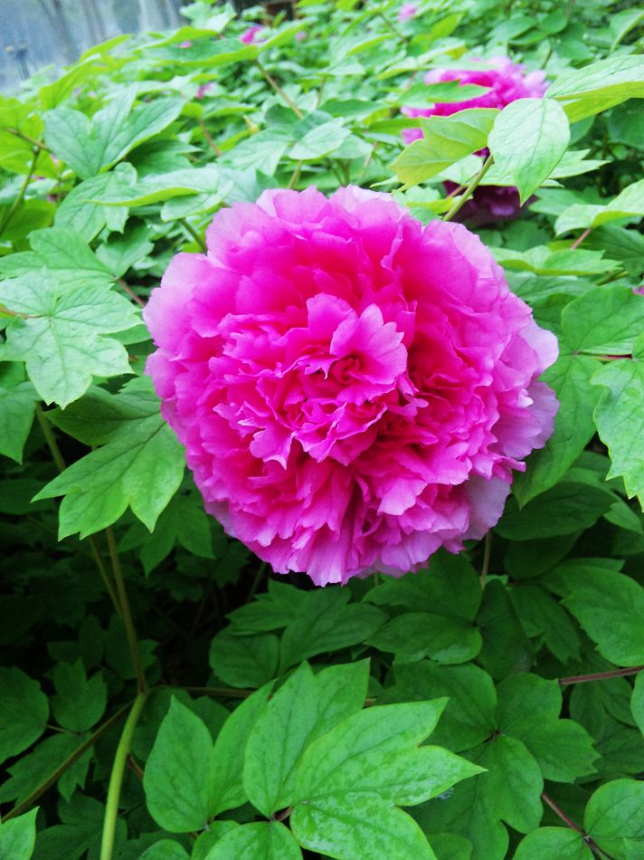 neo_img_dvc00036.jpg