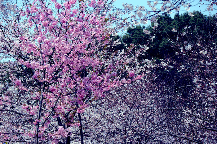 dsc_5813a.jpg