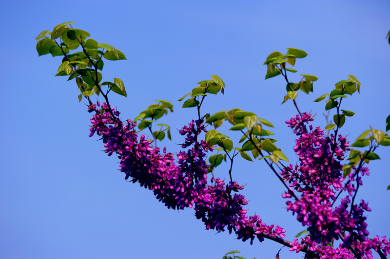dsc_5818a.jpg