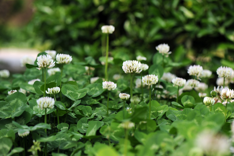 dsc_5820a.jpg