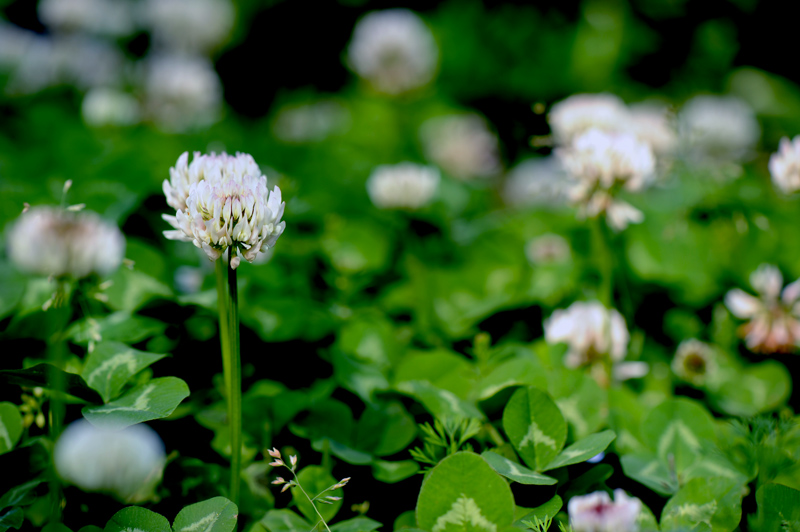 dsc_5821a.jpg