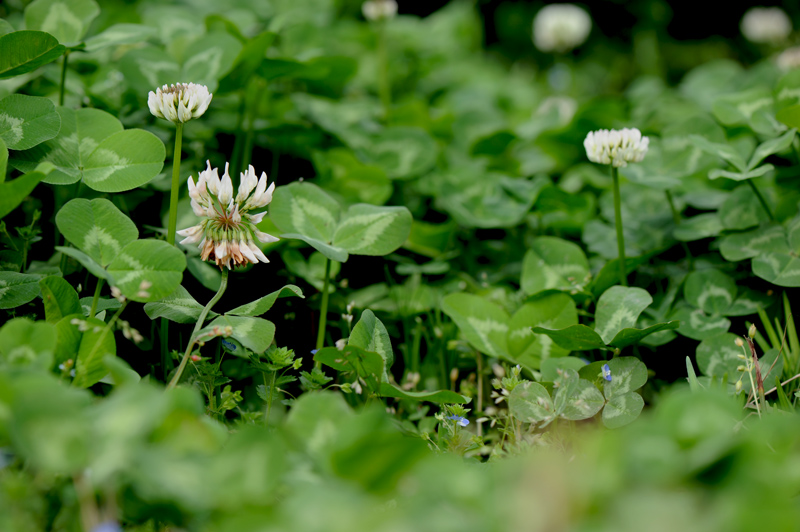 dsc_5823a.jpg