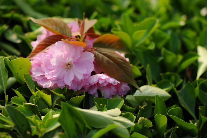 dsc_5825a.jpg