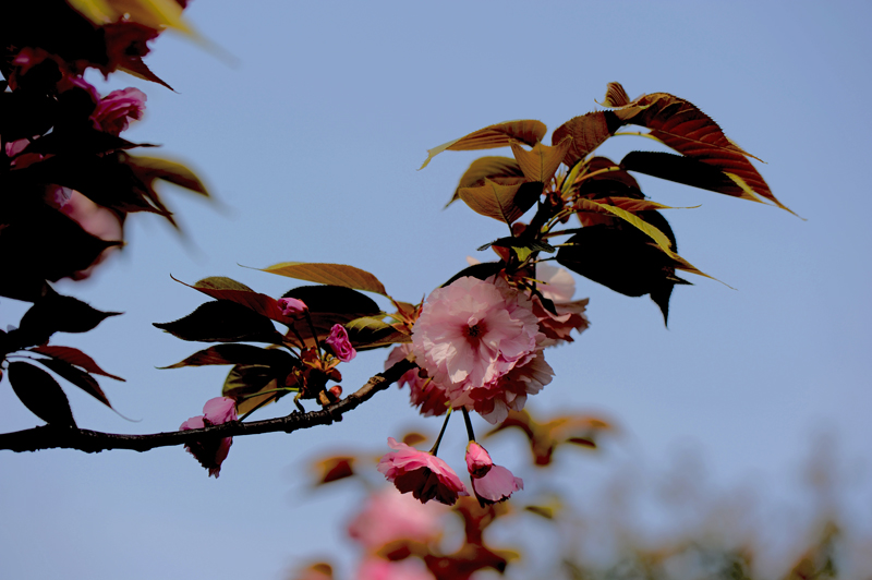 dsc_5826a.jpg
