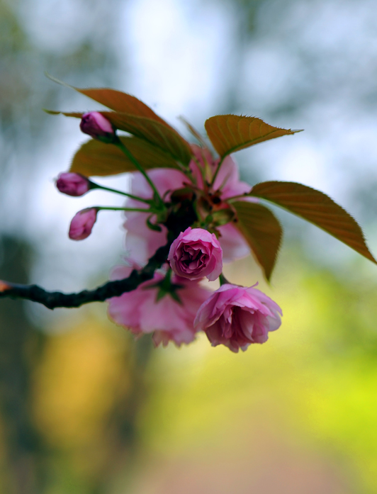 dsc_5828a.jpg