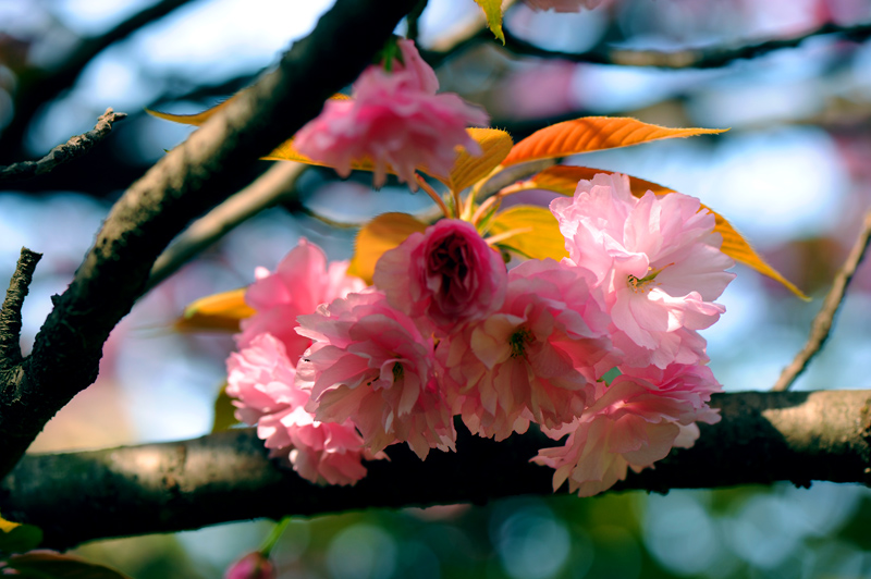 dsc_5829a.jpg