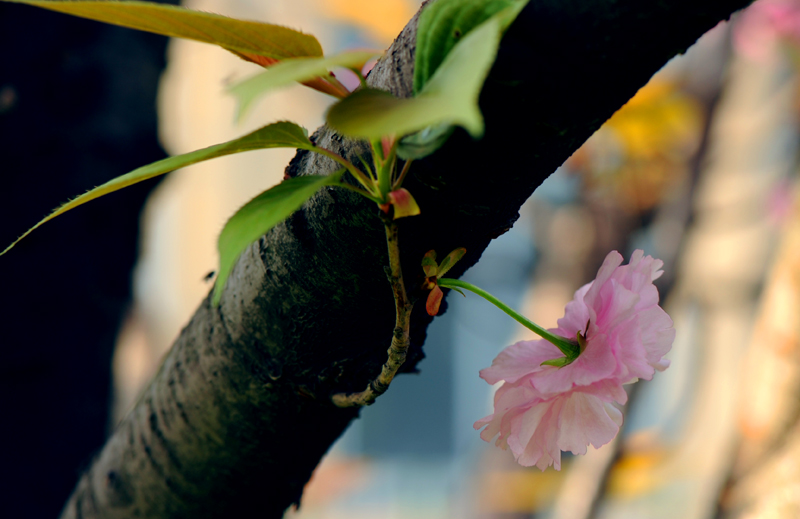dsc_5833a.jpg