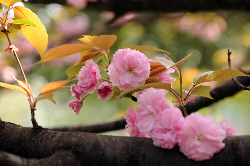 dsc_5835a.jpg
