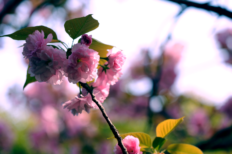 dsc_5837a.jpg