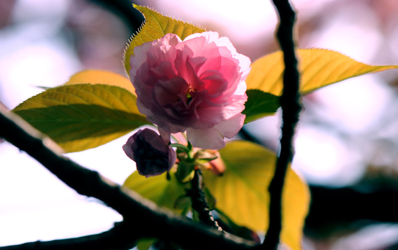 dsc_5838a.jpg