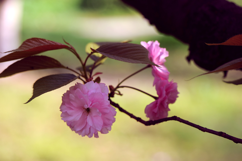 dsc_5839a.jpg