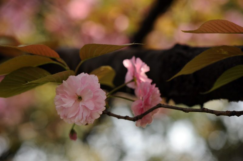 dsc_5841a.jpg
