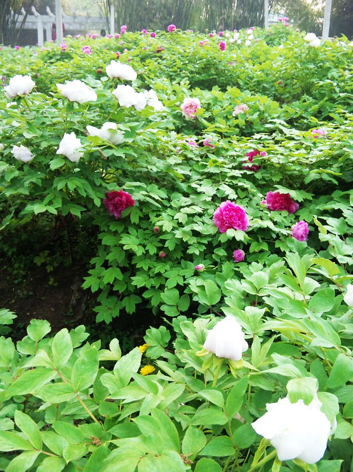neo_img_dvc00032.jpg