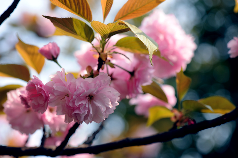 dsc_5843a.jpg