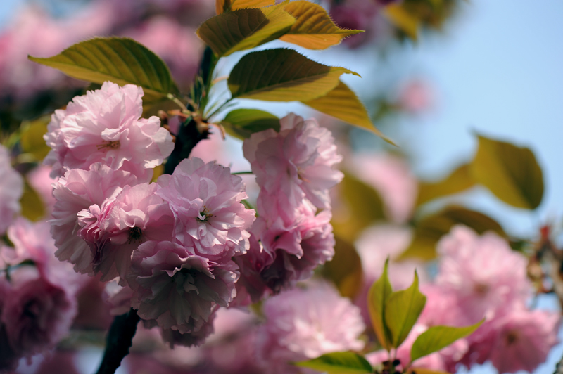 dsc_5845a.jpg