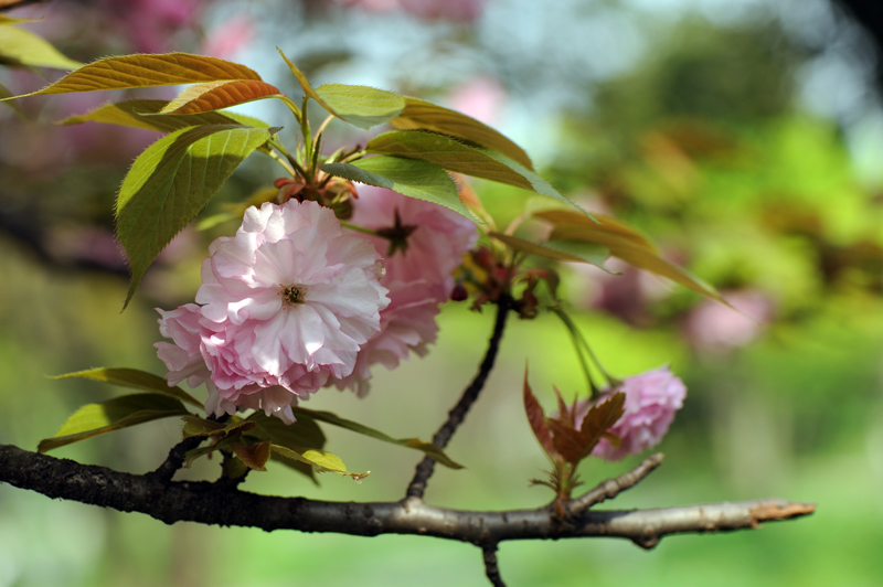 dsc_5846a.jpg