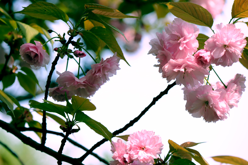dsc_5848a.jpg