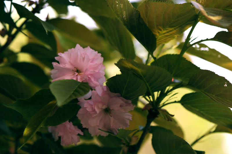 dsc_5849a.jpg