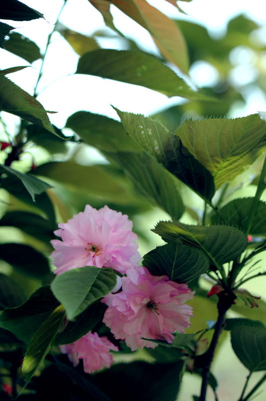 dsc_5850a.jpg