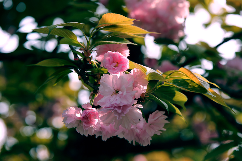 dsc_5853a.jpg