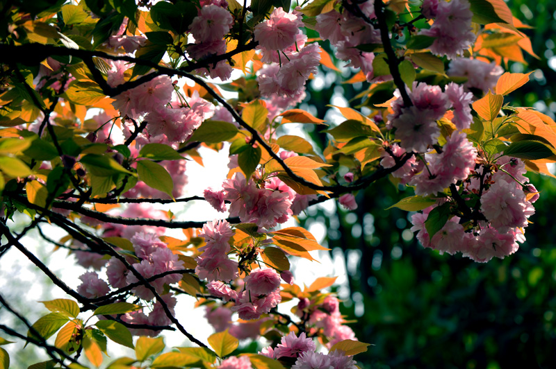 dsc_5856a.jpg