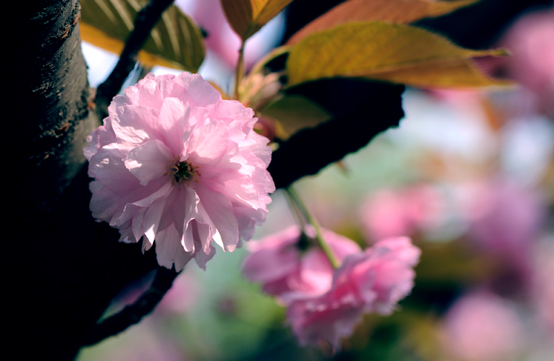dsc_5857a.jpg