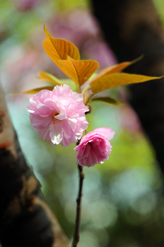 dsc_5859a.jpg