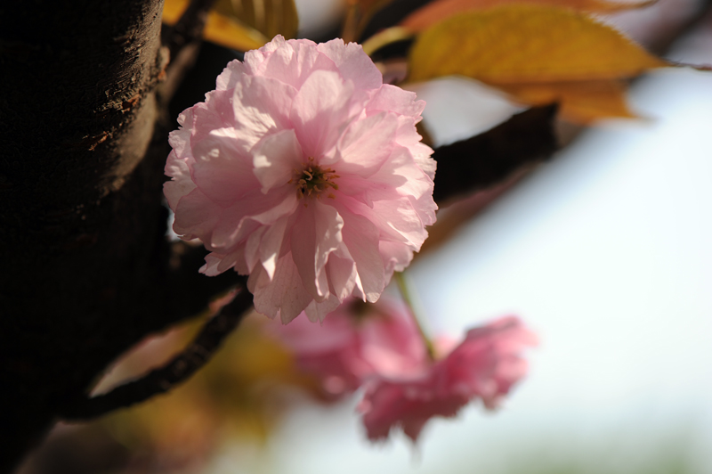 dsc_5862a.jpg