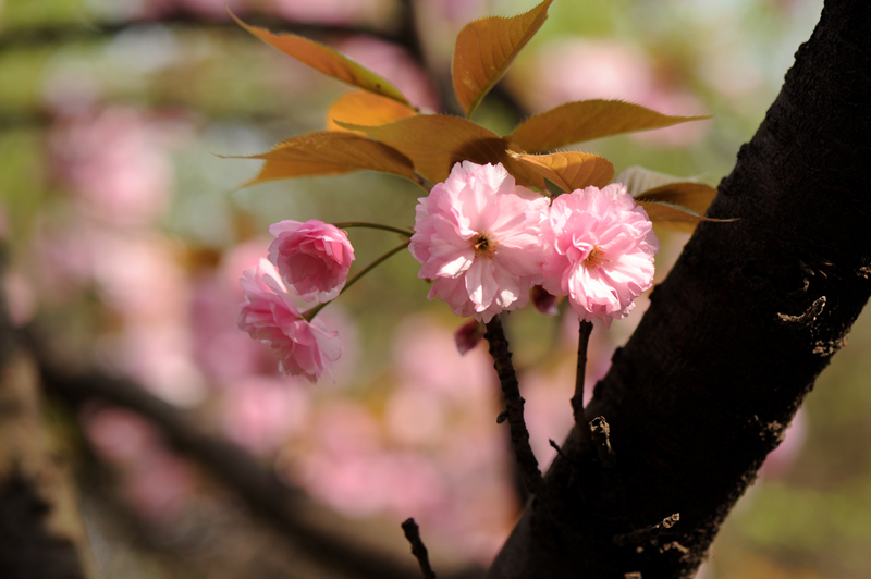 dsc_5864a.jpg