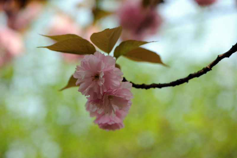 dsc_5871a.jpg
