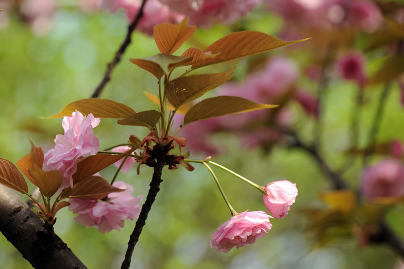 dsc_5869a.jpg