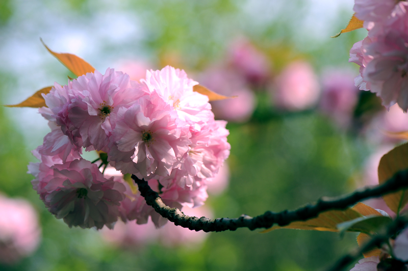 dsc_5872a.jpg