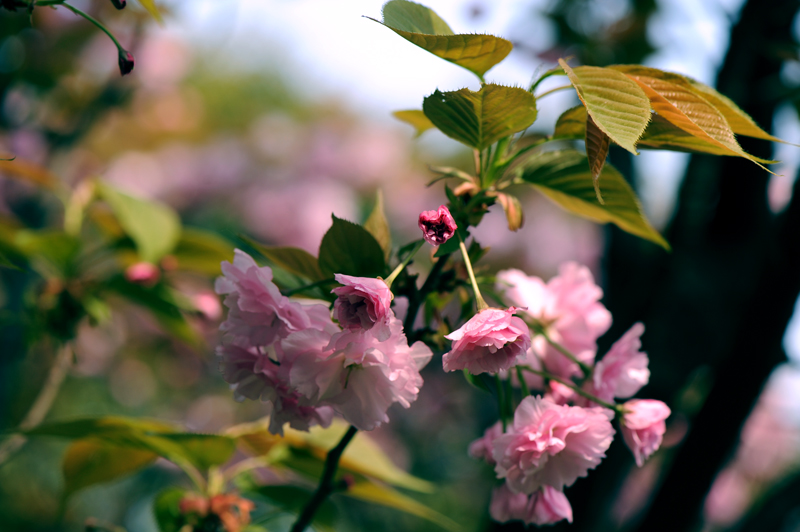dsc_5873a.jpg
