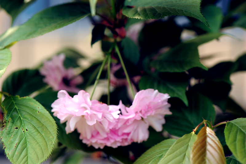 dsc_5879a.jpg