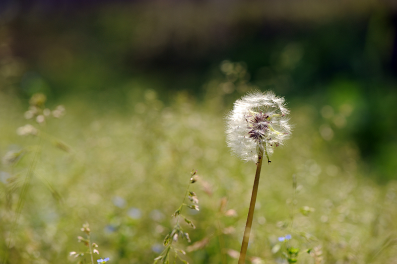 dsc_5883a.jpg