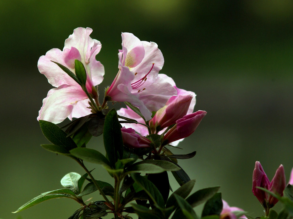 imgp0810.jpg