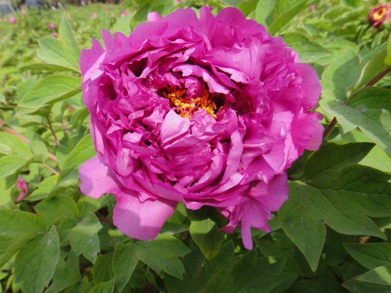 dsc06950.jpg