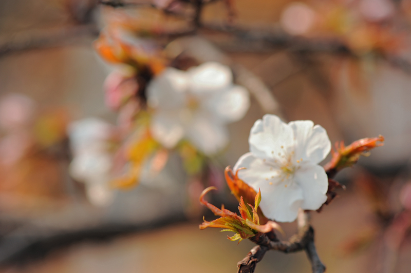dsc_5610a.jpg