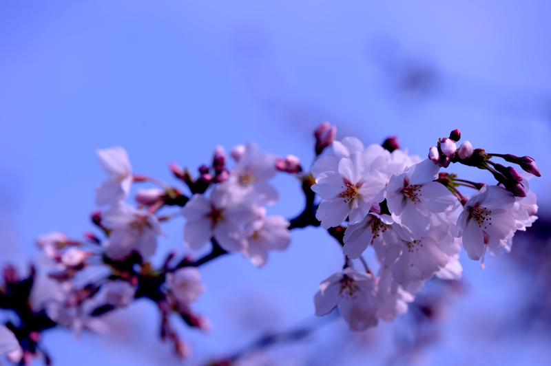 dsc_5613a.jpg
