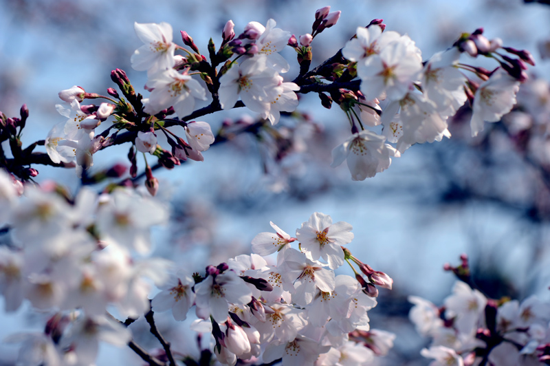 dsc_5615a.jpg