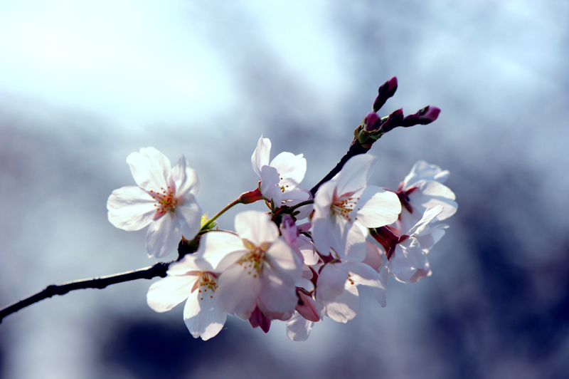 dsc_5618a.jpg