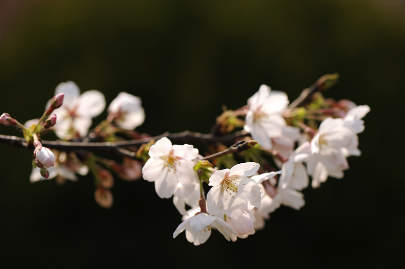 dsc_5617a.jpg