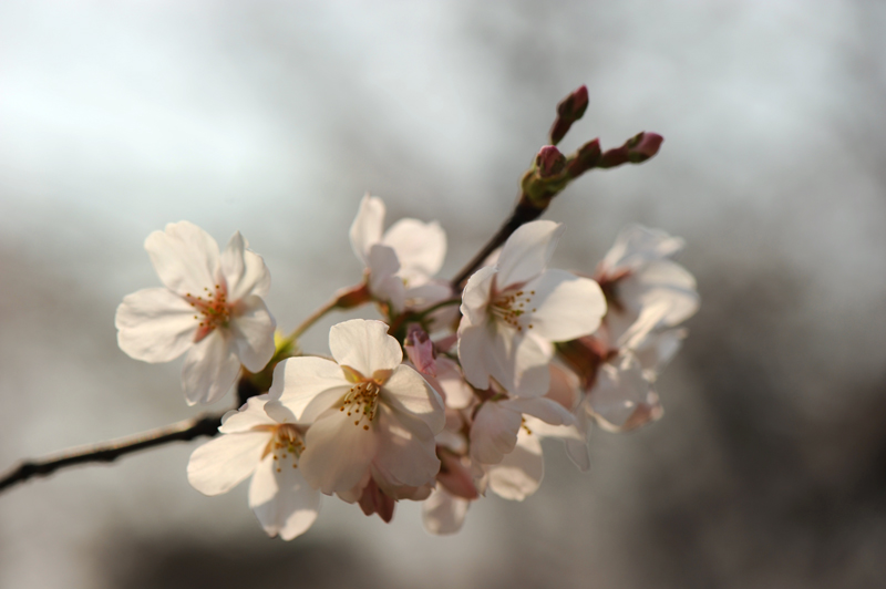 dsc_5619a.jpg