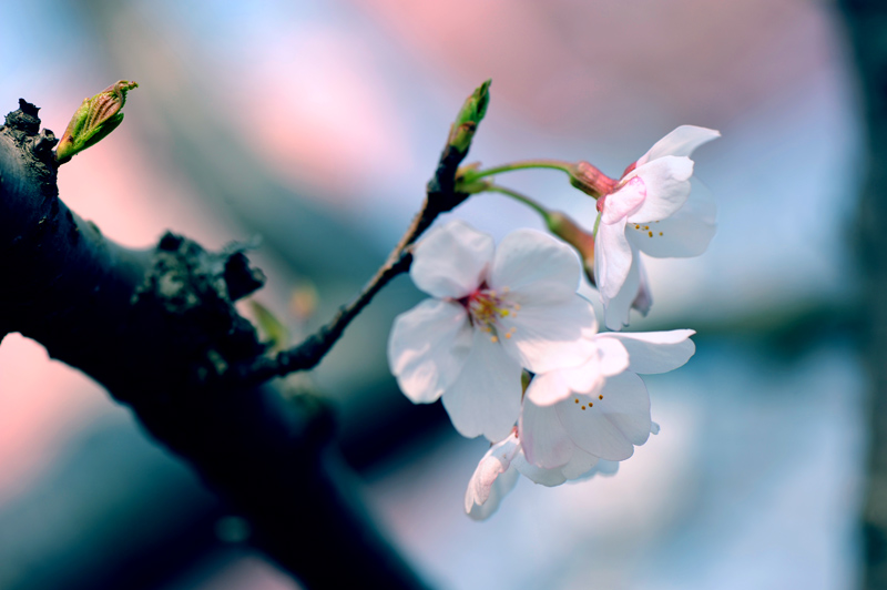 dsc_5624a.jpg