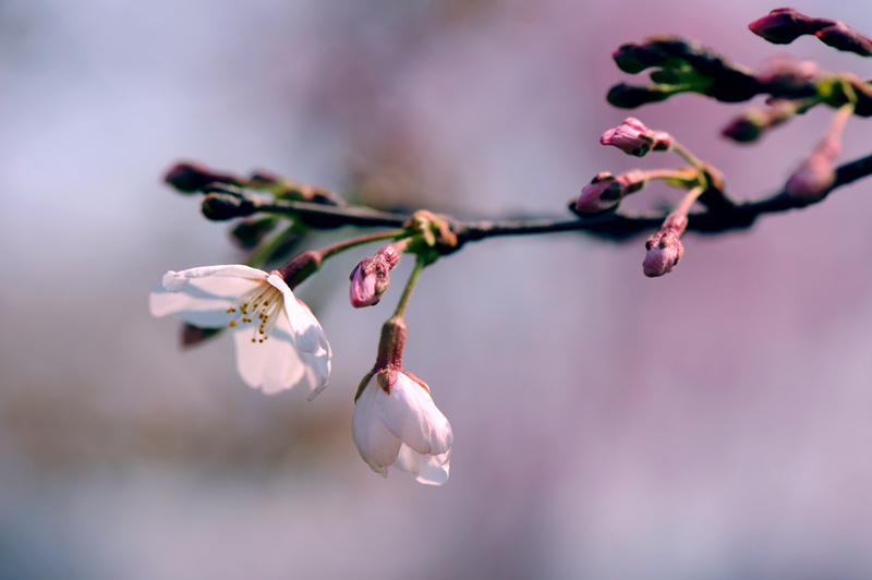 dsc_5626a.jpg