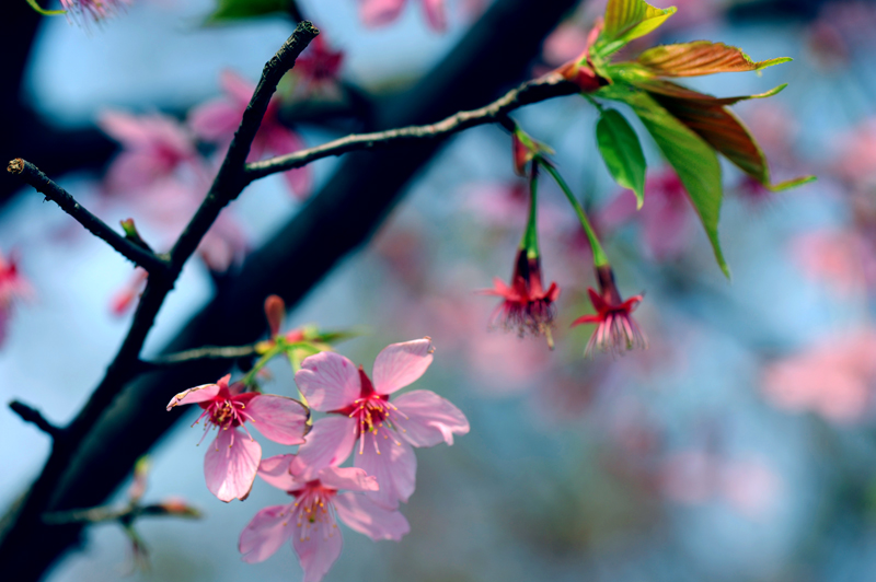 dsc_5628a.jpg
