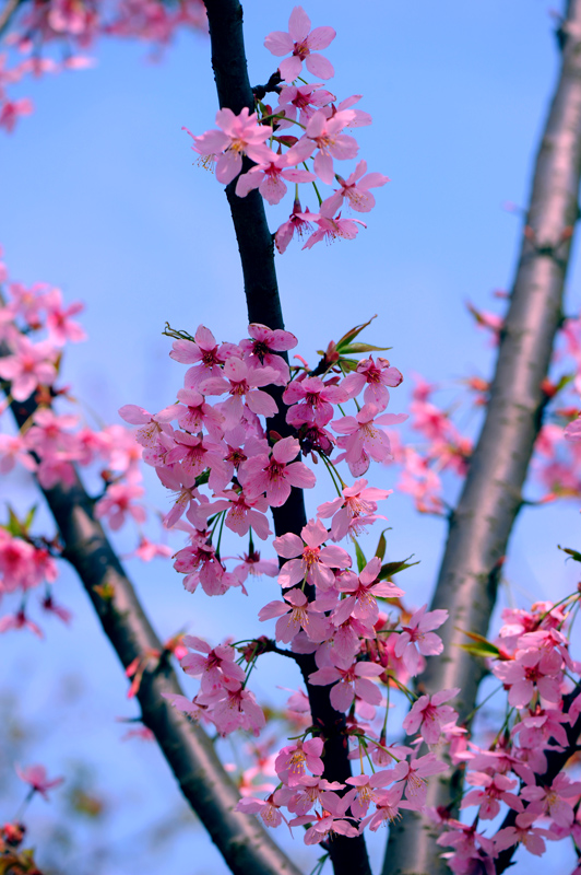 dsc_5629a.jpg