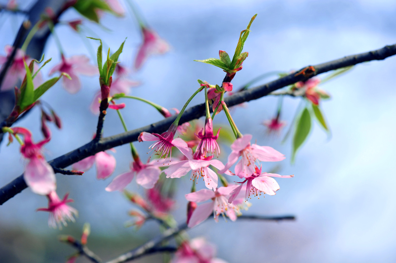 dsc_5631a.jpg