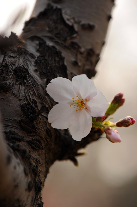 dsc_5633a.jpg